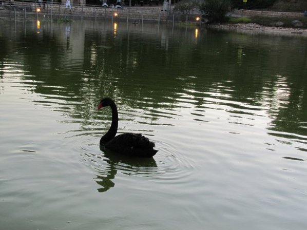 swan_ezralevy