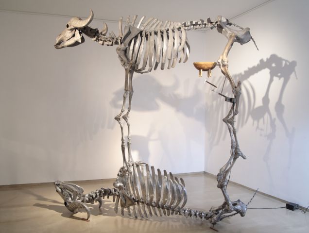 double cow sudarshan shetty