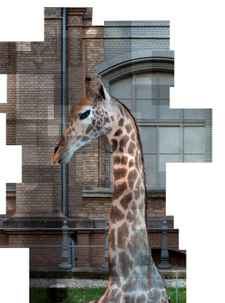 Ilit Azoulay, Stuffed Giraffe, 2013, photograph from the Cabinet of Curiosities, me* Collectors Room, Berlin, detail from the installation Implicit Manifestations