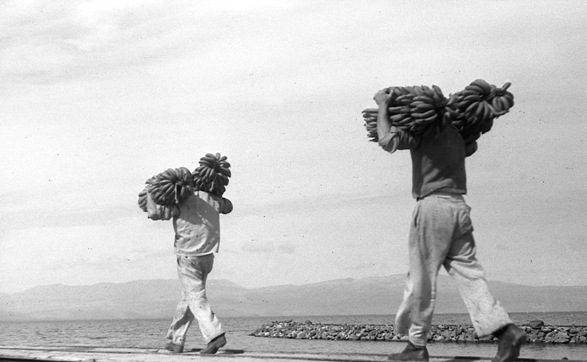 Banana harvest/Photo: Naftali Oppenheim